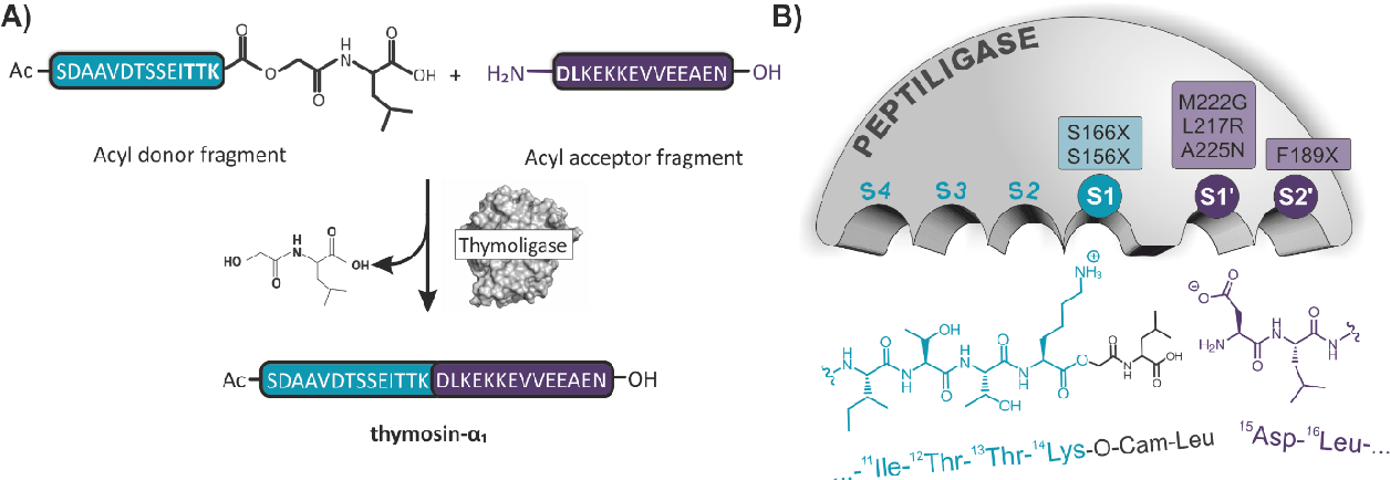 Design of a substrate-tailored peptiligase variant for the efficient synthesis of thymosin-α1