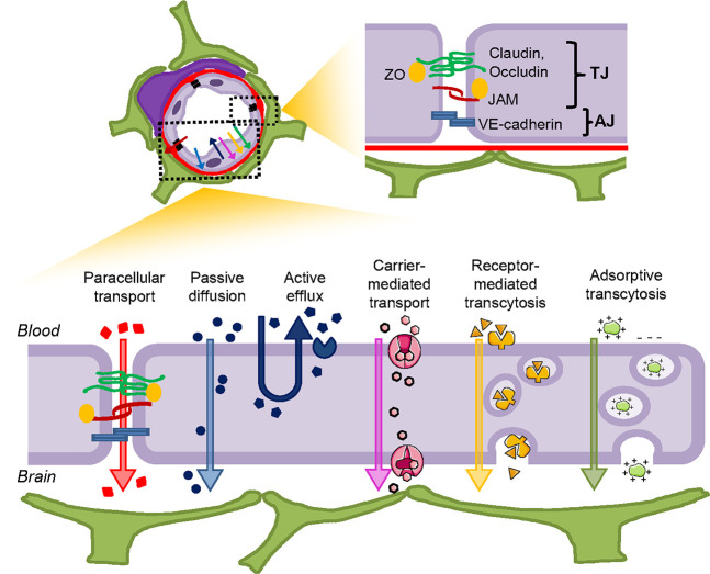 Peptides as Pharmacological Carriers to the Brain: Promises, Shortcomings and Challenges