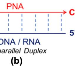Gemdimethyl Peptide Nucleic Acids (α/β/γ-gdm-PNA): E/Z-Rotamers Influence the Selectivity in the Formation of Parallel/Antiparallel gdm-PNA:DNA/RNA Duplexes