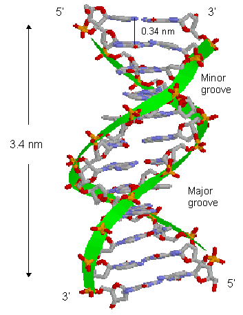 Mechanism of DNA Binding and Cleavage